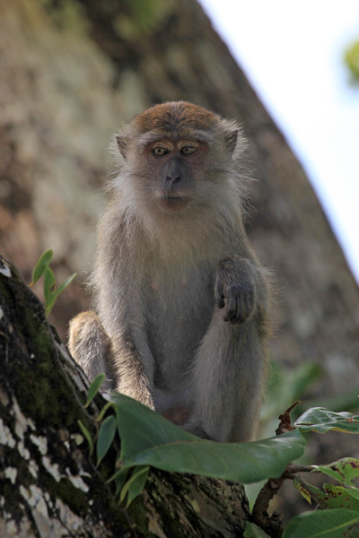 Longtailed Makake